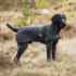 Picture of BACK ON TRACK DOG BARK COAT BLACK 45cm