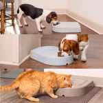 Picture of PET FEEDER PETSAFE ELECTRONIC 5 MEAL FEEDER
