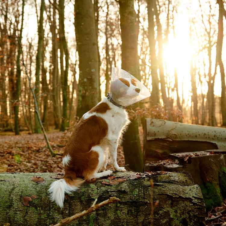 Picture of BUSTER CLIC CLEAR COLLAR (273481) - 10cm