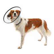 Picture of BUSTER COMFORT COLLAR w/Soft Rubber Edge(273907) - Set of 7