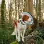 Picture of BUSTER COMFORT COLLAR w/Soft Rubber Edge(273907) - Set of 7