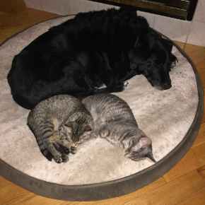 Picture for category Pet Supplies & Essentials
