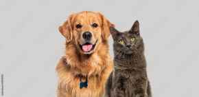 Picture for category Treats 