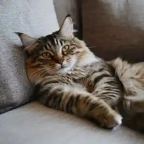 Picture for category Cat Food