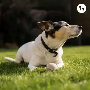 Picture for category Dog Food