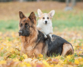 Picture for category Canine 