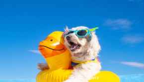 Picture for category Summer Fun 