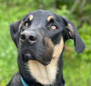 Picture for category Canine