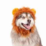 Picture of HALLOWEEN CANINE COSTUME Lion - Large/X Large 