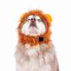 Picture of HALLOWEEN CANINE COSTUME Lion - Large/X Large 