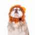 Picture of HALLOWEEN CANINE COSTUME Lion - Large/X Large 