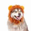 Picture of HALLOWEEN CANINE COSTUME Lion - Small/Medium 