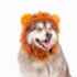 Picture of HALLOWEEN CANINE COSTUME Lion - Small/Medium 