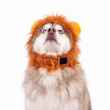 Picture of HALLOWEEN CANINE COSTUME Lion - Small/Medium 