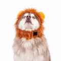 Picture of HALLOWEEN CANINE COSTUME Lion - Small/Medium 