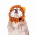 Picture of HALLOWEEN CANINE COSTUME Lion - Small/Medium 