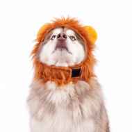Picture of HALLOWEEN CANINE COSTUME Lion - Small/Medium 