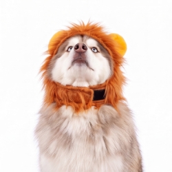Picture of HALLOWEEN CANINE COSTUME Lion - Small/Medium 