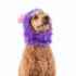 Picture of HALLOWEEN CANINE COSTUME Monkey Monster - Small/Medium 