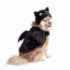 Picture of HALLOWEEN CANINE COSTUME Bat- Large/X Large 