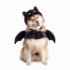 Picture of HALLOWEEN CANINE COSTUME Bat - Medium/Large 