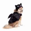 Picture of HALLOWEEN CANINE COSTUME Bat - Medium/Large 
