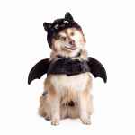Picture of HALLOWEEN CANINE COSTUME Bat - X Small/Small 