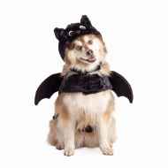 Picture of HALLOWEEN CANINE COSTUME Bat - X Small/Small 