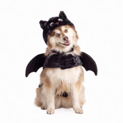 Picture of HALLOWEEN CANINE COSTUME Bat - X Small/Small 