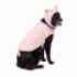 Picture of HALLOWEEN CANINE COSTUME Pig- Large/X Large 