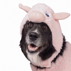 Picture of HALLOWEEN CANINE COSTUME Pig - X Small/Small 
