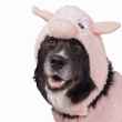 Picture of HALLOWEEN CANINE COSTUME Pig- X Large/2X Large 