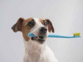 Picture for category Dental Care