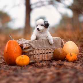 Picture for category Autumn Essentials