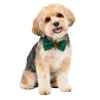 Picture of XMAS CANINE BOWTIE PATTERNED GREEN – One Size