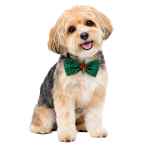 Picture of XMAS CANINE BOWTIE PATTERNED GREEN – One Size