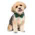 Picture of XMAS CANINE BOWTIE PATTERNED GREEN – One Size
