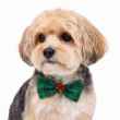 Picture of XMAS CANINE BOWTIE PATTERNED GREEN – One Size