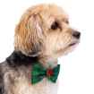 Picture of XMAS CANINE BOWTIE PATTERNED GREEN – One Size
