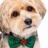 Picture of XMAS CANINE BOWTIE PATTERNED GREEN – One Size