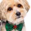 Picture of XMAS CANINE BOWTIE PATTERNED GREEN – One Size