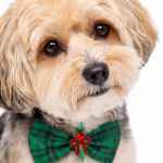 Picture of XMAS CANINE BOWTIE PATTERNED GREEN – One Size