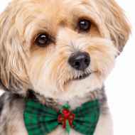 Picture of XMAS CANINE BOWTIE PATTERNED GREEN – One Size