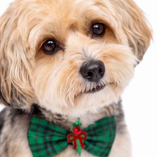 Picture of XMAS CANINE BOWTIE PATTERNED GREEN – One Size