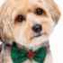 Picture of XMAS CANINE BOWTIE PATTERNED GREEN – One Size