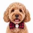 Picture of XMAS CANINE BOWTIE PATTERNED RED – One Size