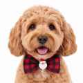 Picture of XMAS CANINE BOWTIE PATTERNED RED – One Size