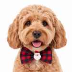 Picture of XMAS CANINE BOWTIE PATTERNED RED – One Size