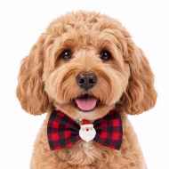 Picture of XMAS CANINE BOWTIE PATTERNED RED – One Size