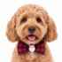 Picture of XMAS CANINE BOWTIE PATTERNED RED – One Size
